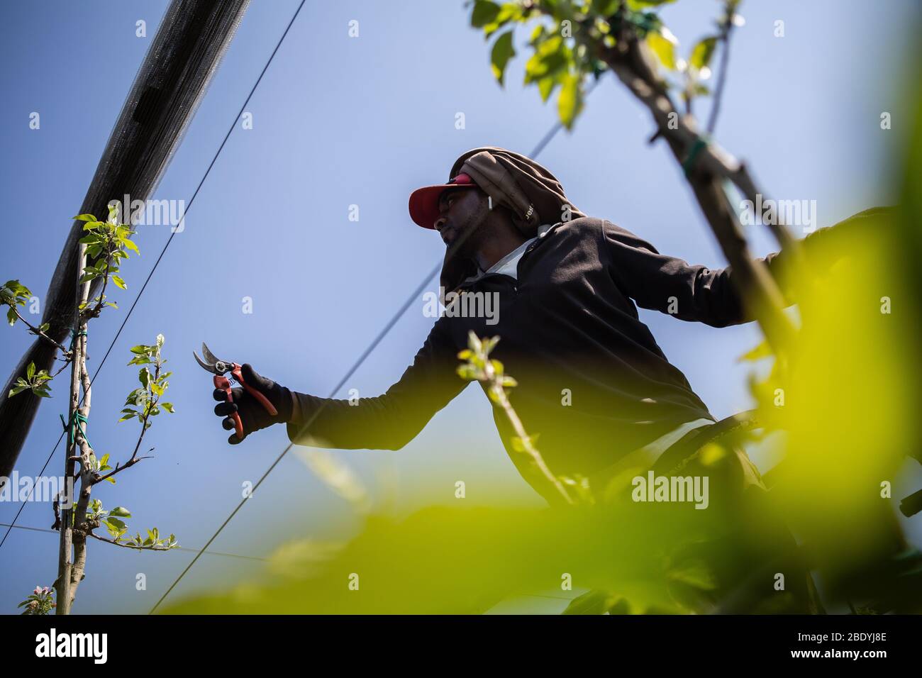 Un travailleur agricole qui taille des pommes dans un champ.la crise de Covid-19 a affecté l'industrie agricole, principalement les travailleurs, les entreprises profitent DE L'ERTE (fichier de règlement temporaire sur l'emploi), certains travailleurs permanents sont relogés dans les champs et d'autres doivent être sans emploi. Dans le secteur des fruits, la préoccupation est de voir le manque de transport et de demande, ce qui provoque la cracher du stock, les pertes économiques peuvent être désastreuses. Banque D'Images