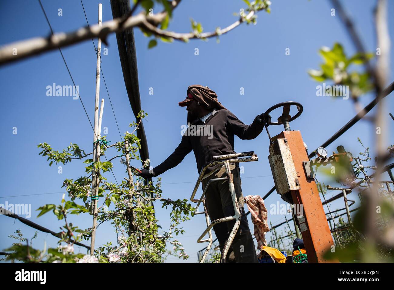 Un travailleur agricole qui taille des pommes dans un champ.la crise de Covid-19 a affecté l'industrie agricole, principalement les travailleurs, les entreprises profitent DE L'ERTE (fichier de règlement temporaire sur l'emploi), certains travailleurs permanents sont relogés dans les champs et d'autres doivent être sans emploi. Dans le secteur des fruits, la préoccupation est de voir le manque de transport et de demande, ce qui provoque la cracher du stock, les pertes économiques peuvent être désastreuses. Banque D'Images