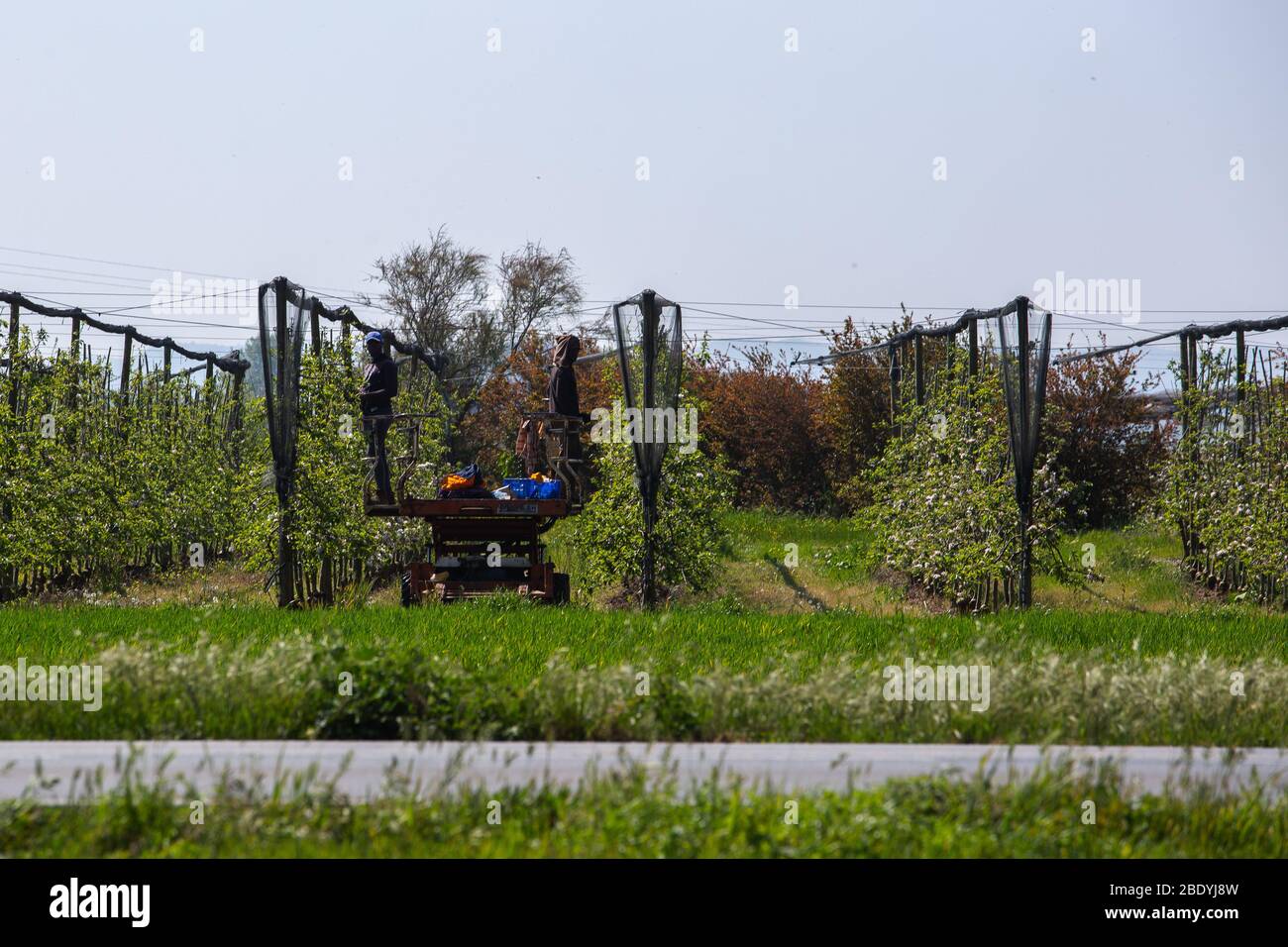 Les travailleurs agricoles qui taille les pommes dans un champ.la crise de Covid-19 a affecté l'industrie agricole, principalement les travailleurs, les entreprises profitent DE L'ERTE (fichier de règlement temporaire sur l'emploi), certains travailleurs permanents sont relogés dans les champs et d'autres doivent être sans emploi. Dans le secteur des fruits, la préoccupation est de voir le manque de transport et de demande, ce qui provoque la cracher du stock, les pertes économiques peuvent être désastreuses. Banque D'Images