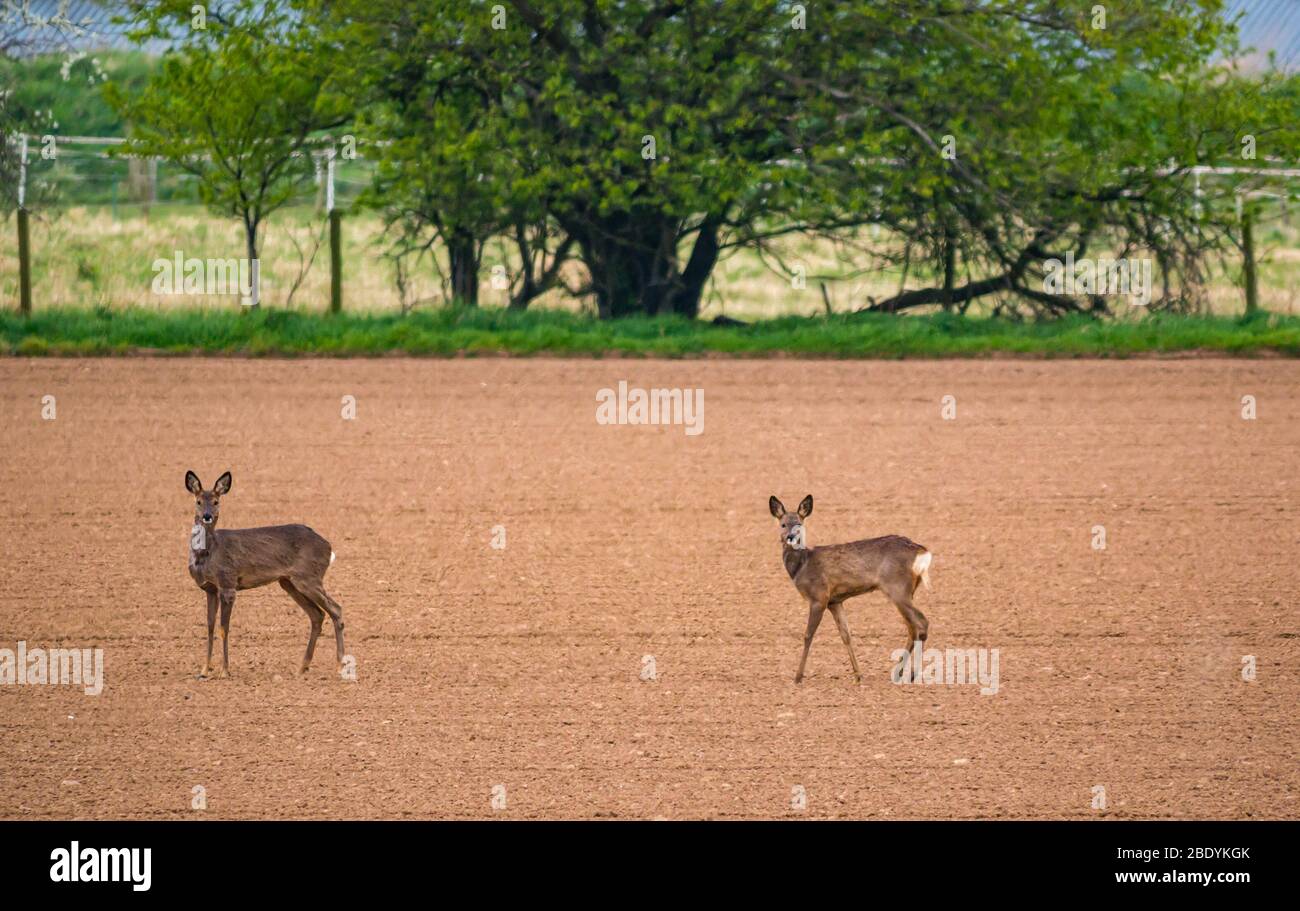 Paire de cerfs de roe dans le champ labouré regardant attentif et alerte, East Lothian, Ecosse, Royaume-Uni Banque D'Images
