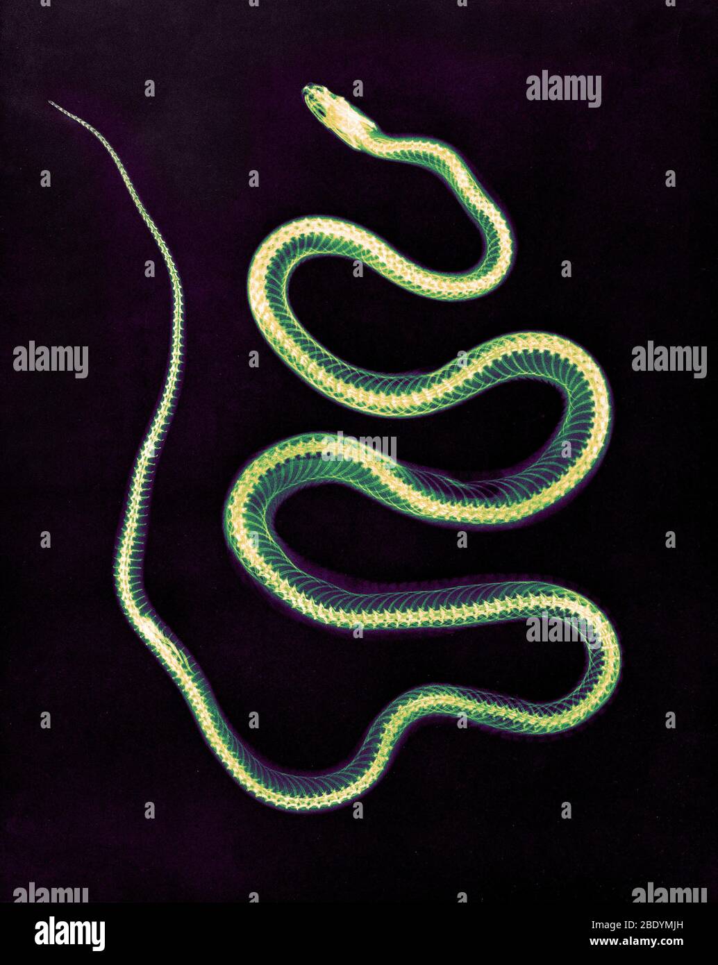 Aesculapian Snake, radiographie, 1896 Banque D'Images