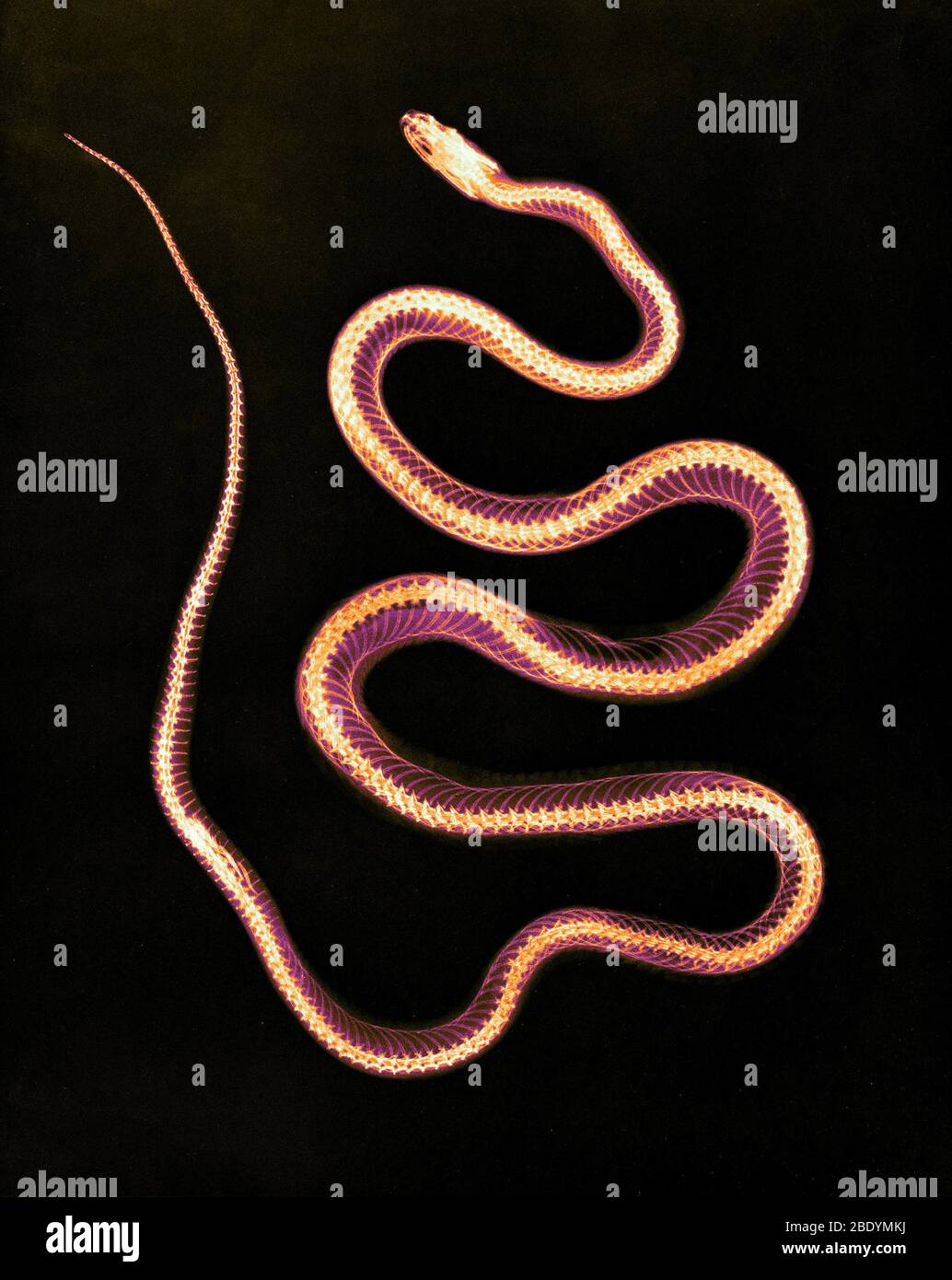 Aesculapian Snake, radiographie, 1896 Banque D'Images