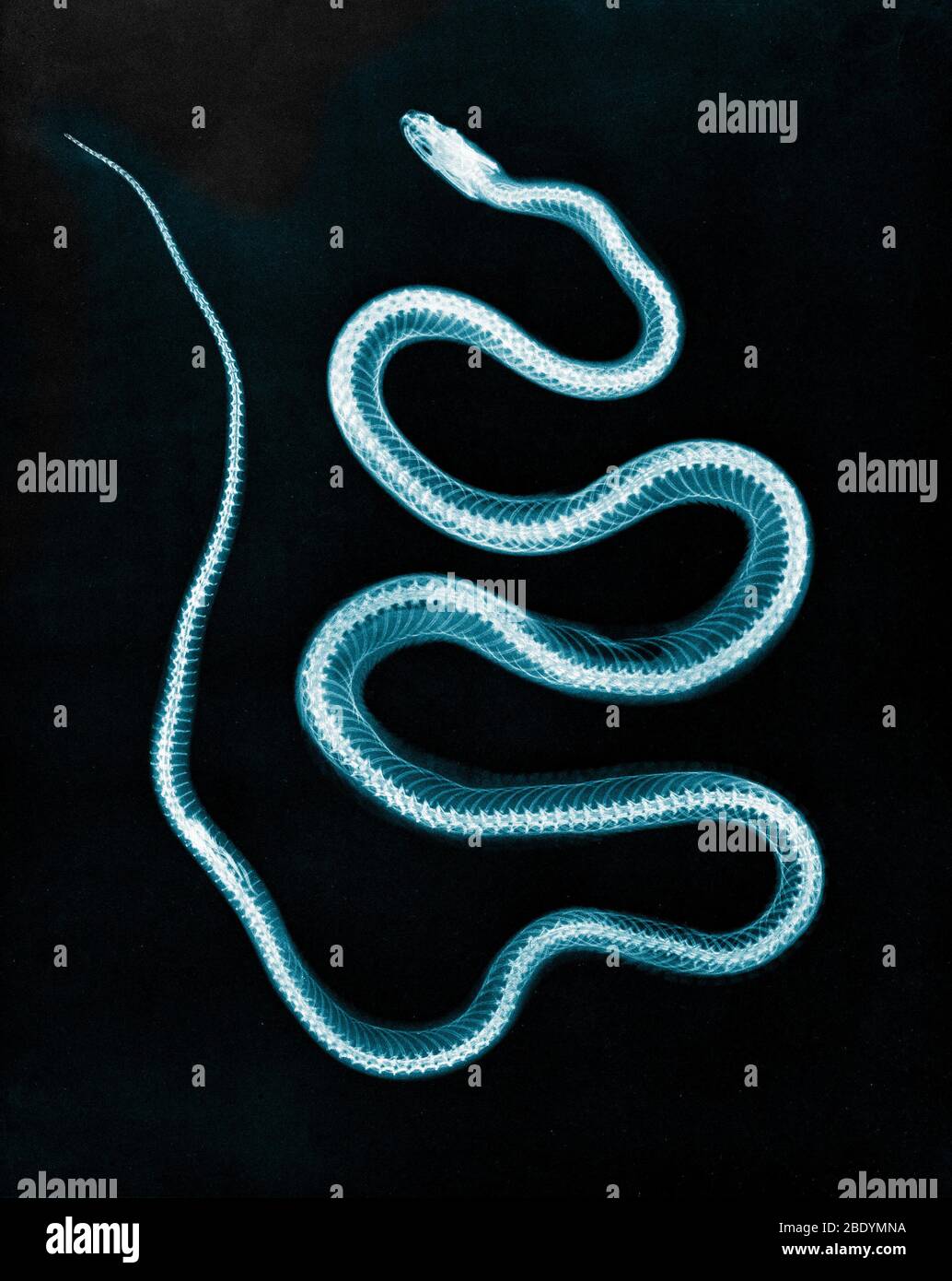 Aesculapian Snake, radiographie, 1896 Banque D'Images