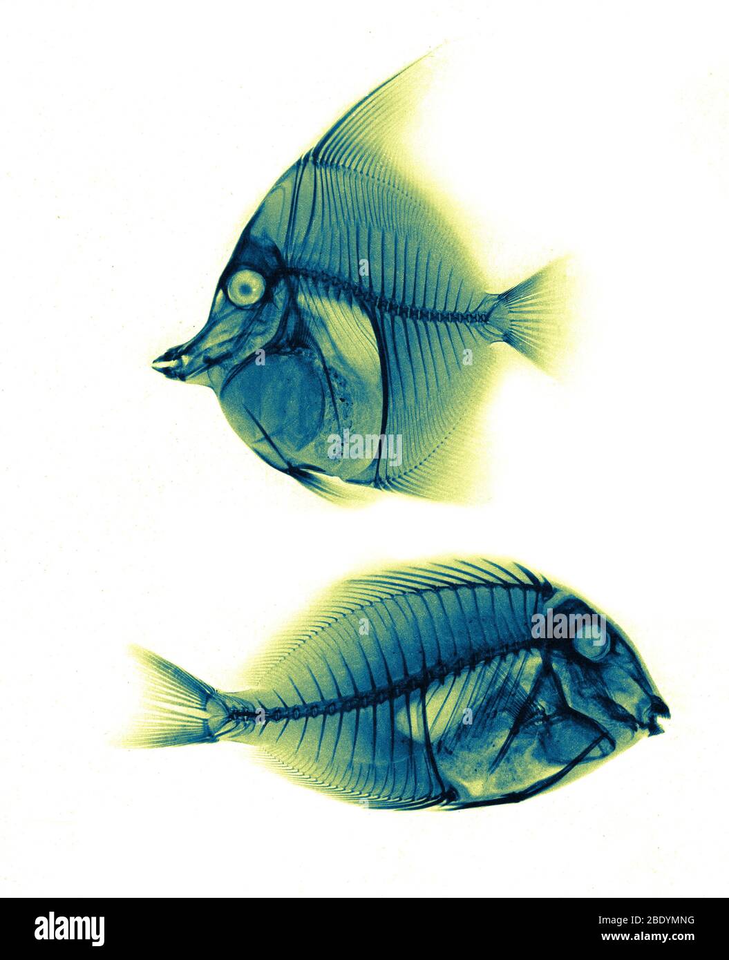 Mauresque Idol, méné Surgeonfish, radiographie, 1896 Banque D'Images