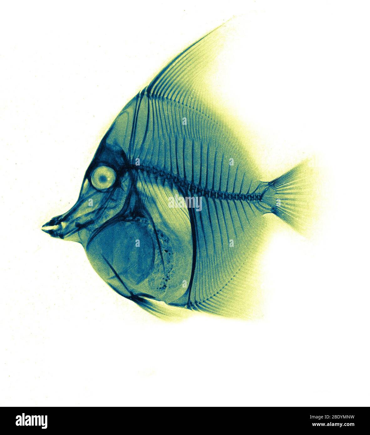 Mauresque Idol Fish, radiographie, 1896 Banque D'Images