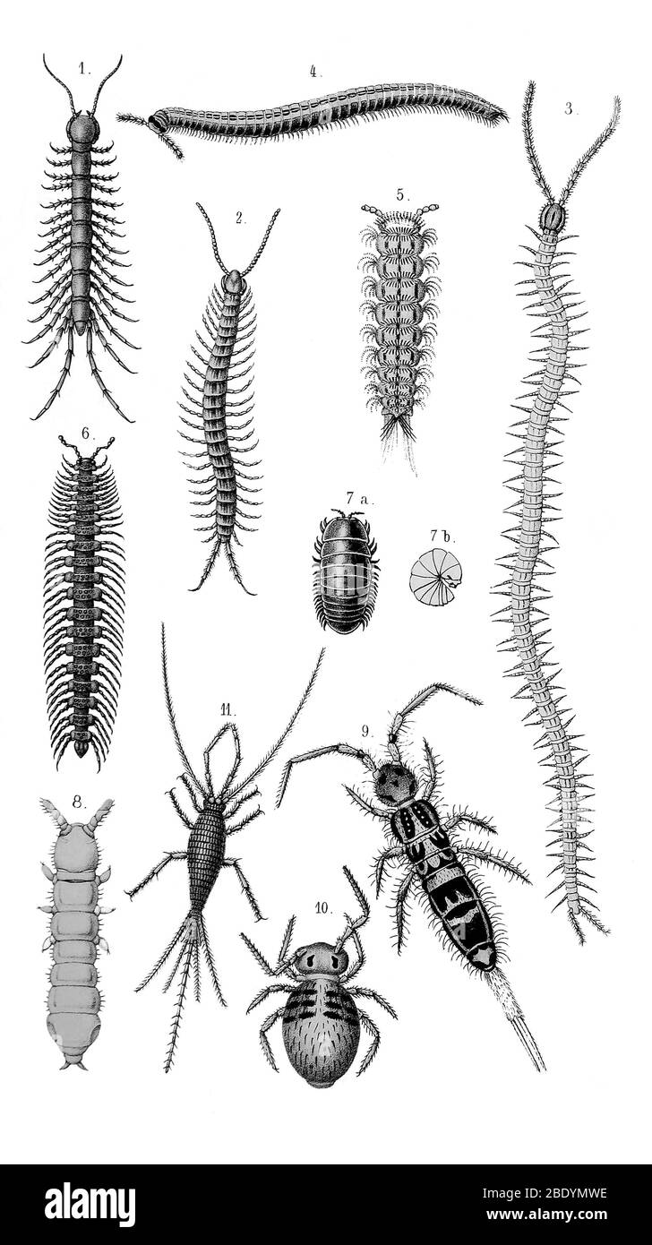 Centipedes et Millipedes Banque D'Images