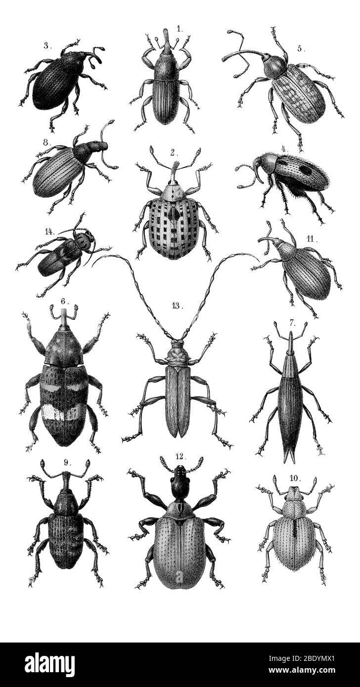 Les coléoptères et les weevils Banque D'Images
