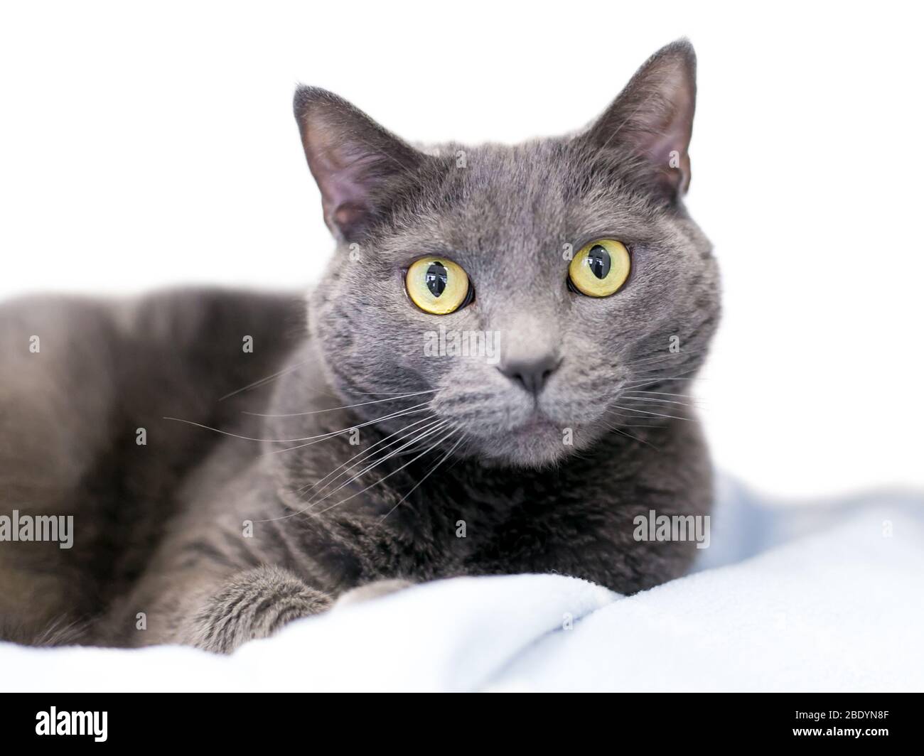Un chat domestique gris à ciel court avec des yeux jaunes se reposant sur une couverture Banque D'Images