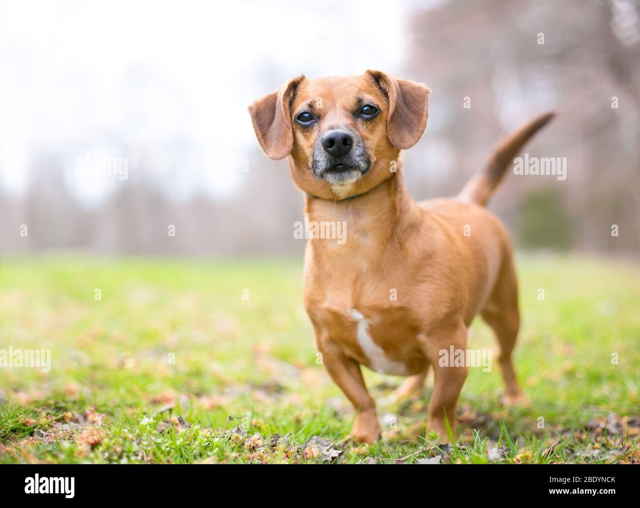 Un joli chien de race mixte rouge Dachshund debout à l'extérieur Banque D'Images