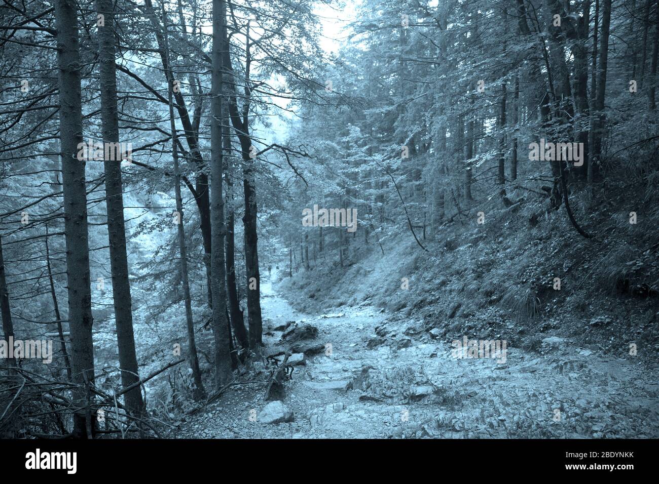 Fond sombre et mystérieux de la forêt, pallette turquoise. Humeur d'Halloween. Banque D'Images