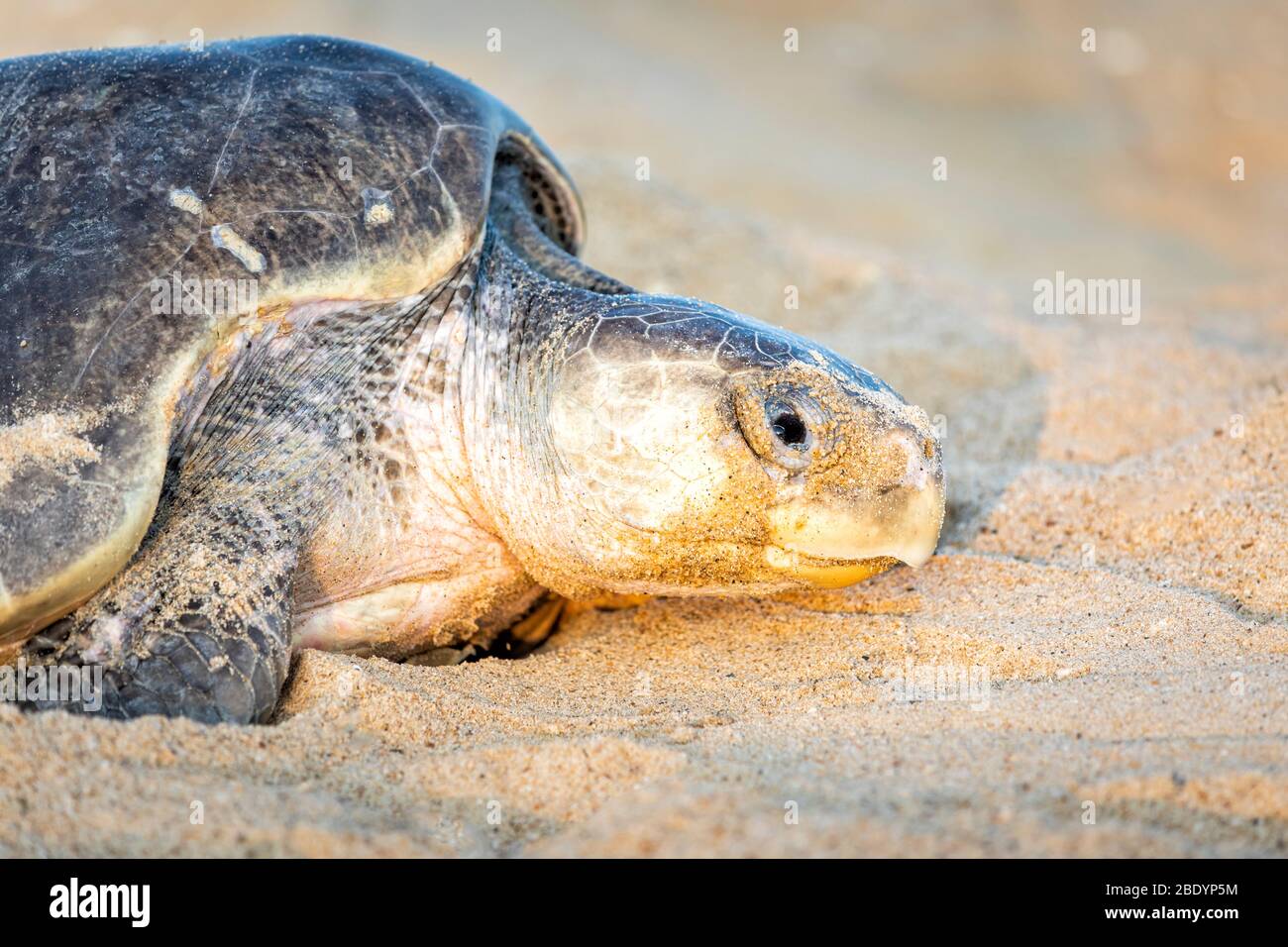 Tir en tête d'une tortue de mer adulte femelle à Olive Ridley sur la plage d'Ixtapilla à Michoacan, au Mexique. Banque D'Images