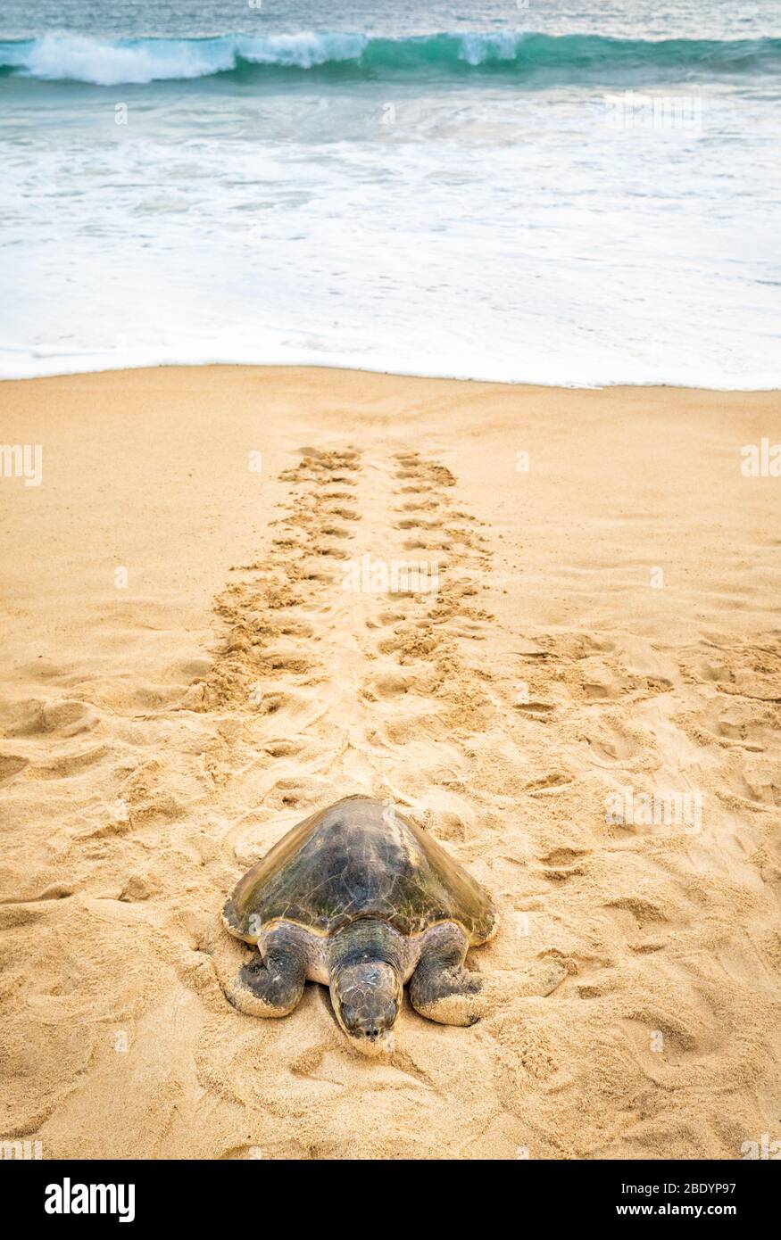Une tortue de mer Olive Ridley rampera sur la plage d'Ixtapilla à Michoacan, au Mexique. Banque D'Images
