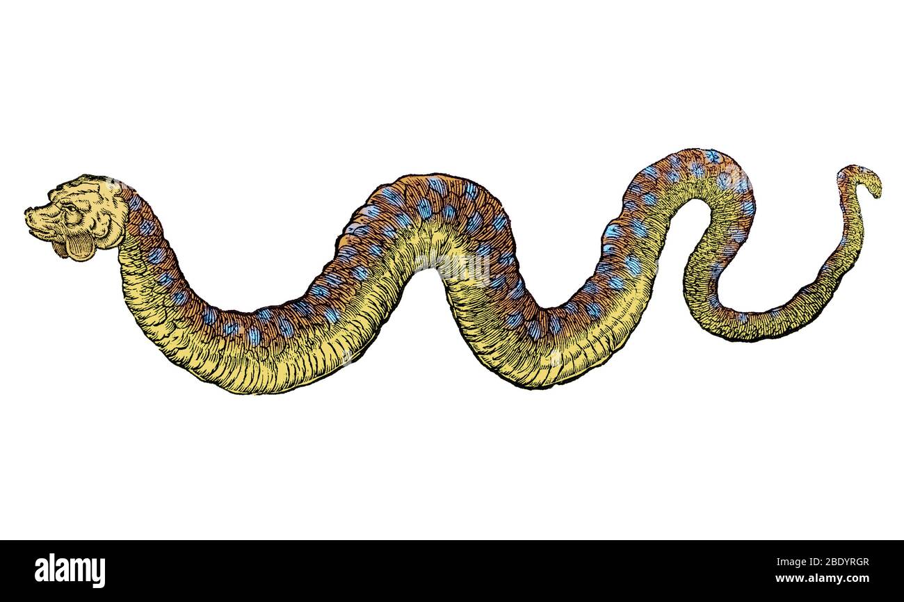 Serpent de mer, monstre légendaire Banque D'Images