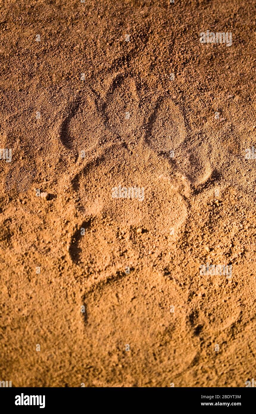 Imprimé Paw dans le sable, Inde Banque D'Images