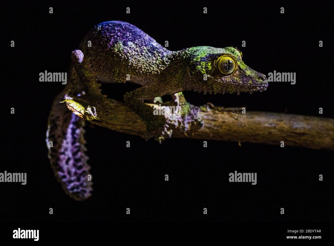 Gecko feuilles mossy (Uroplatus Sikorae), Madagascar Banque D'Images