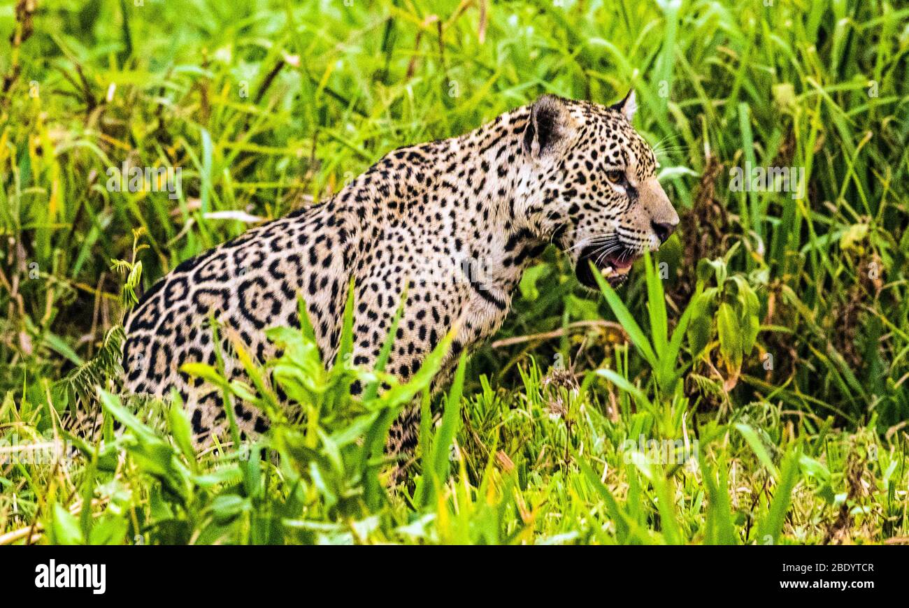 Jaguar (Pantana onca) parmi GRASS, Pantanal, Brésil Banque D'Images