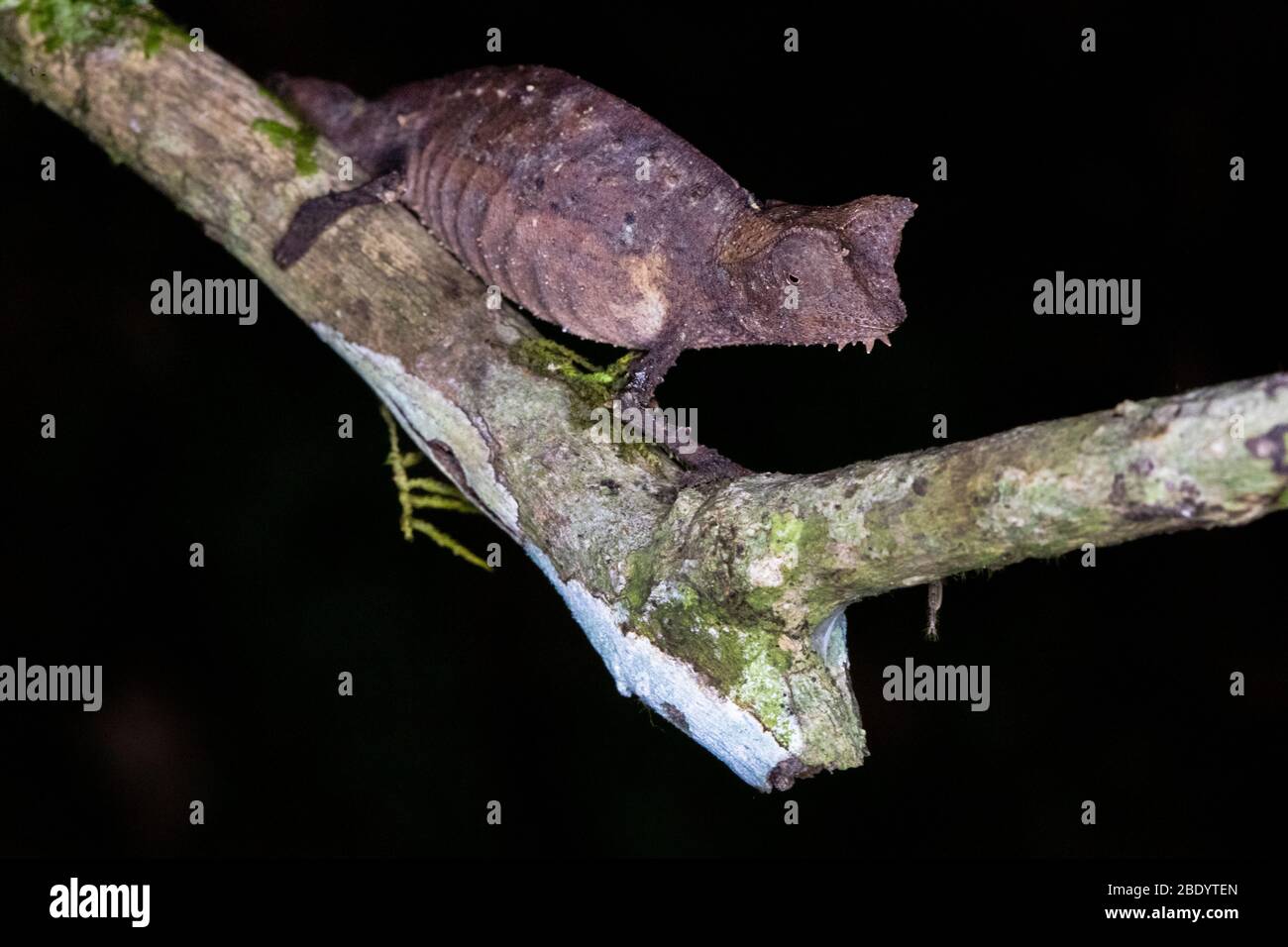 Caméléon de feuilles brunes (Brookesia superciliaris) sur la branche de l'arbre, Madagascar Banque D'Images