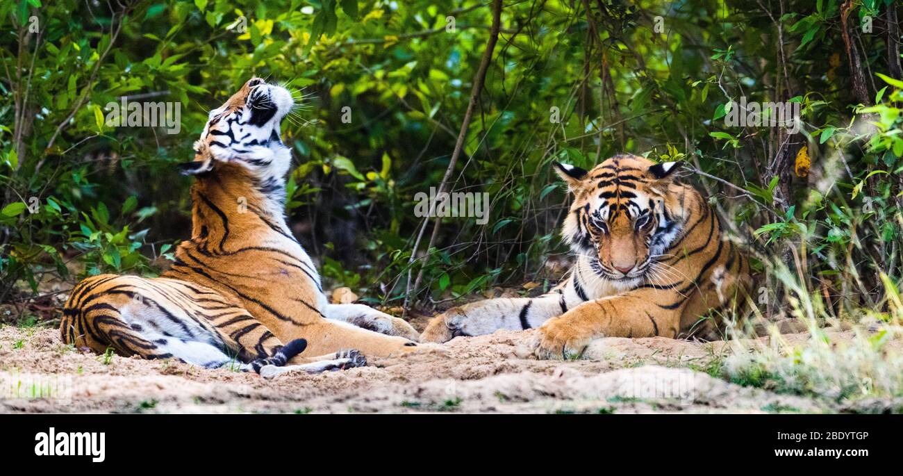 Tigers détente, Inde Banque D'Images