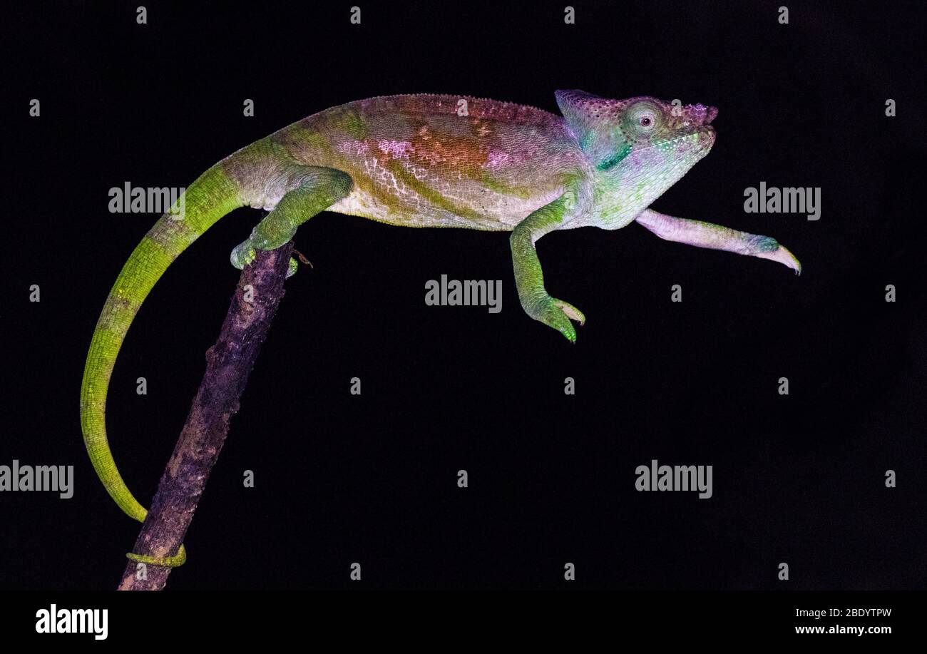 Parsons caméléon (Calumma parsonii), Madagascar Banque D'Images
