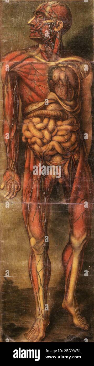 Anatomie générale des Visceres Banque D'Images