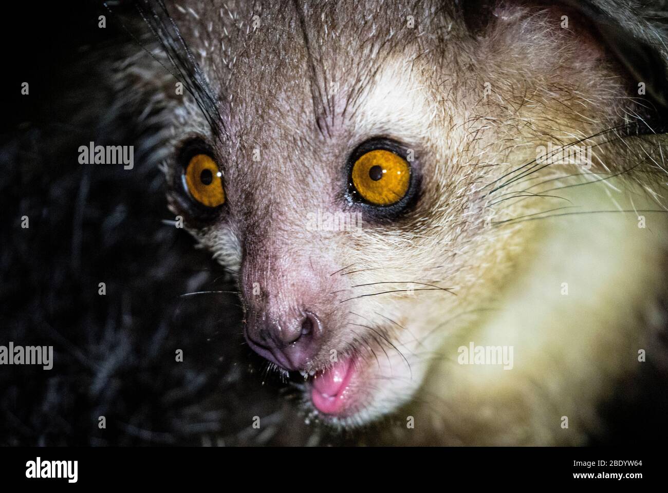 Aye-aye (Daubentonia madagascariensis), réserve de Palmarium, Madagascar Banque D'Images