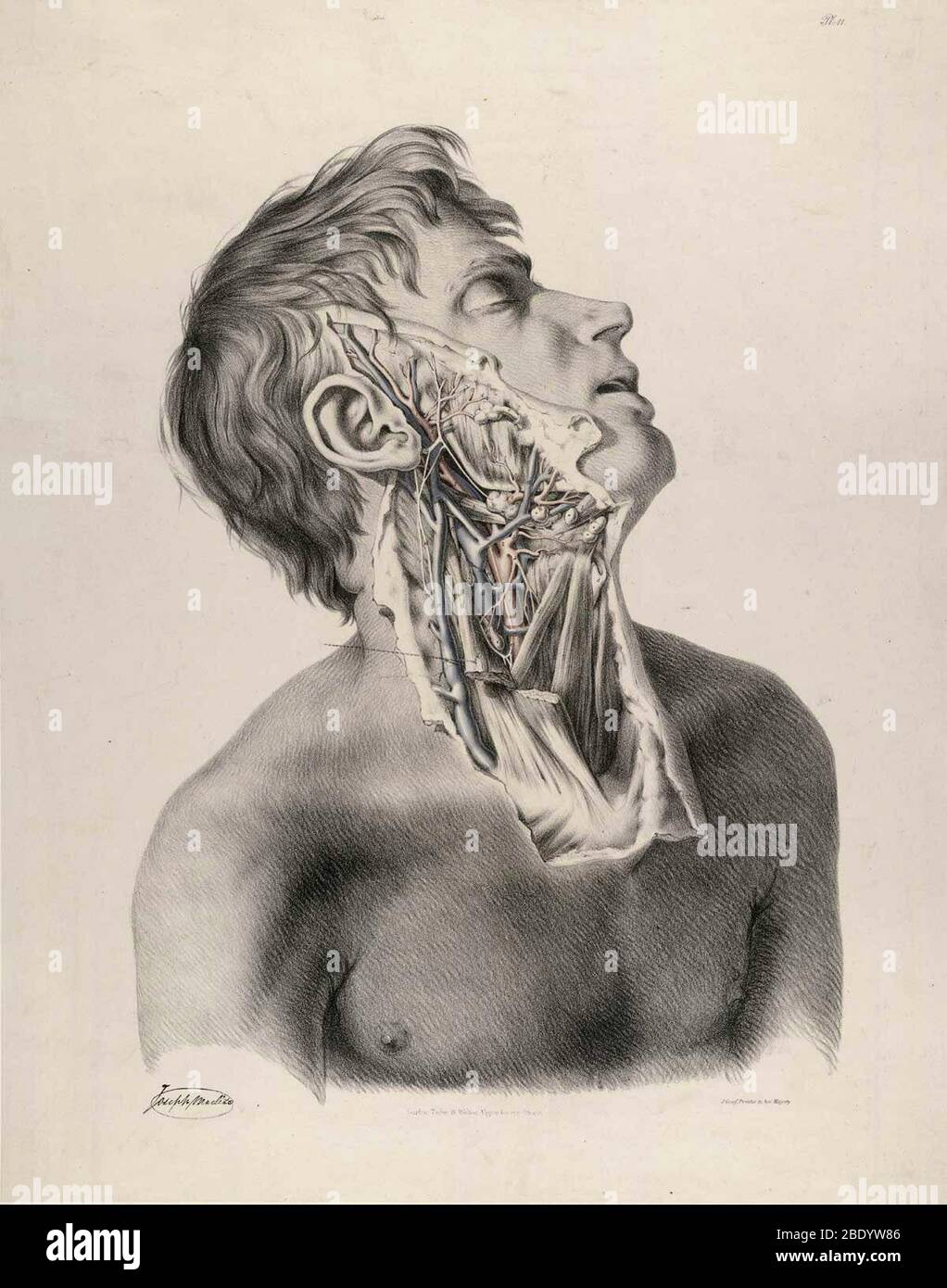 Illustration anatomique historique Banque D'Images