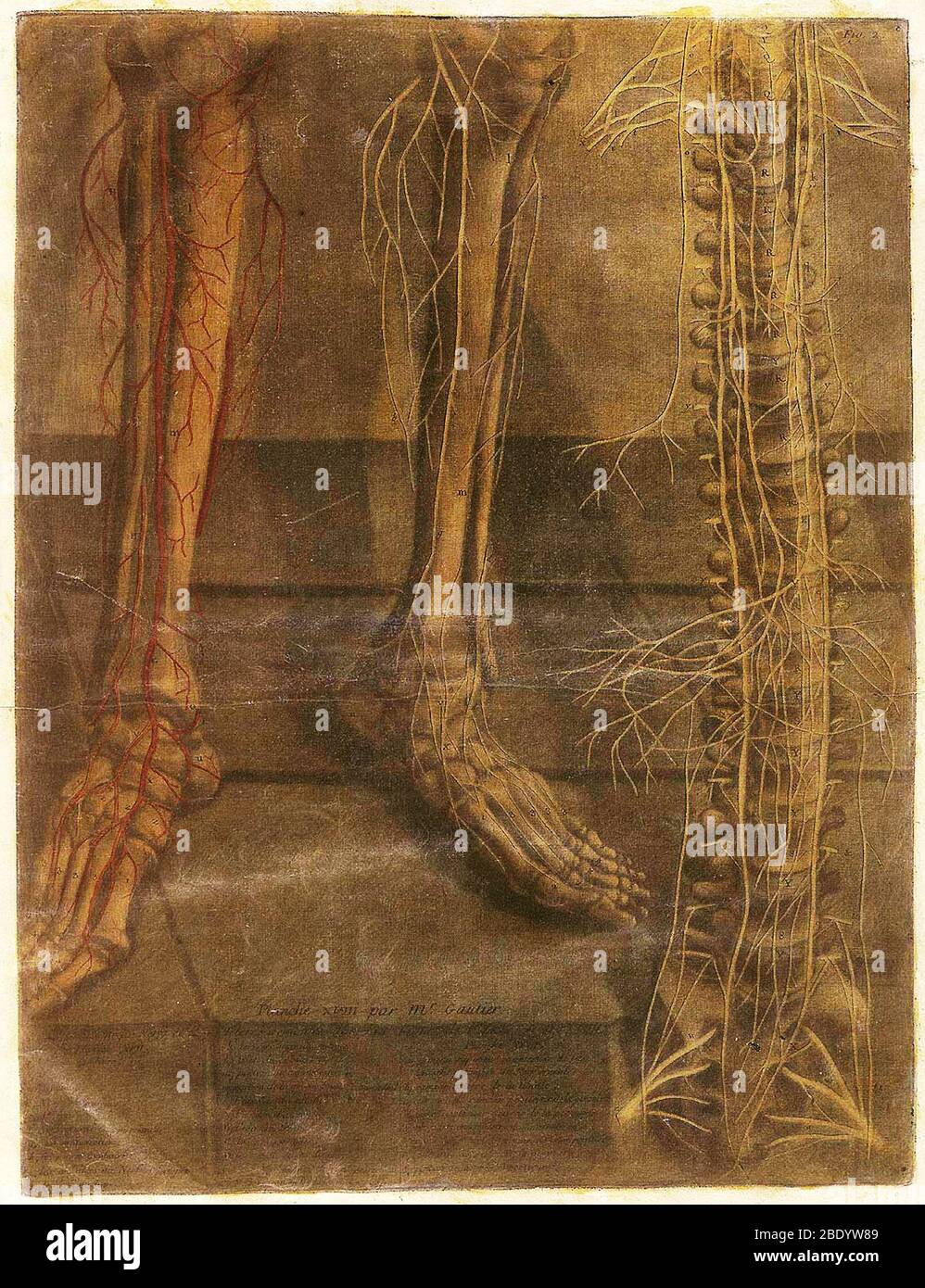 Anatomie générale des Visceres Banque D'Images