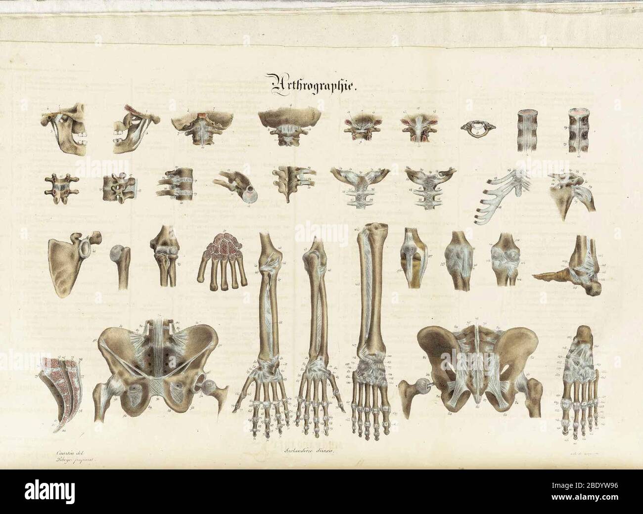 Illustrations de la méthodique anatomique Banque D'Images