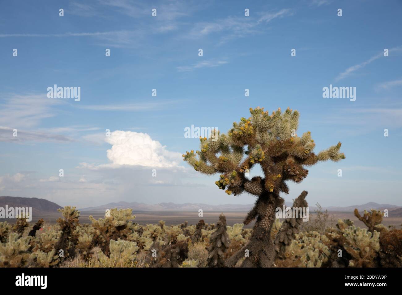 une plante de cactus sautant sort du paysage au-dessus d'autres cactus avec beaucoup de ciel bleu pour l'espace de copie Banque D'Images