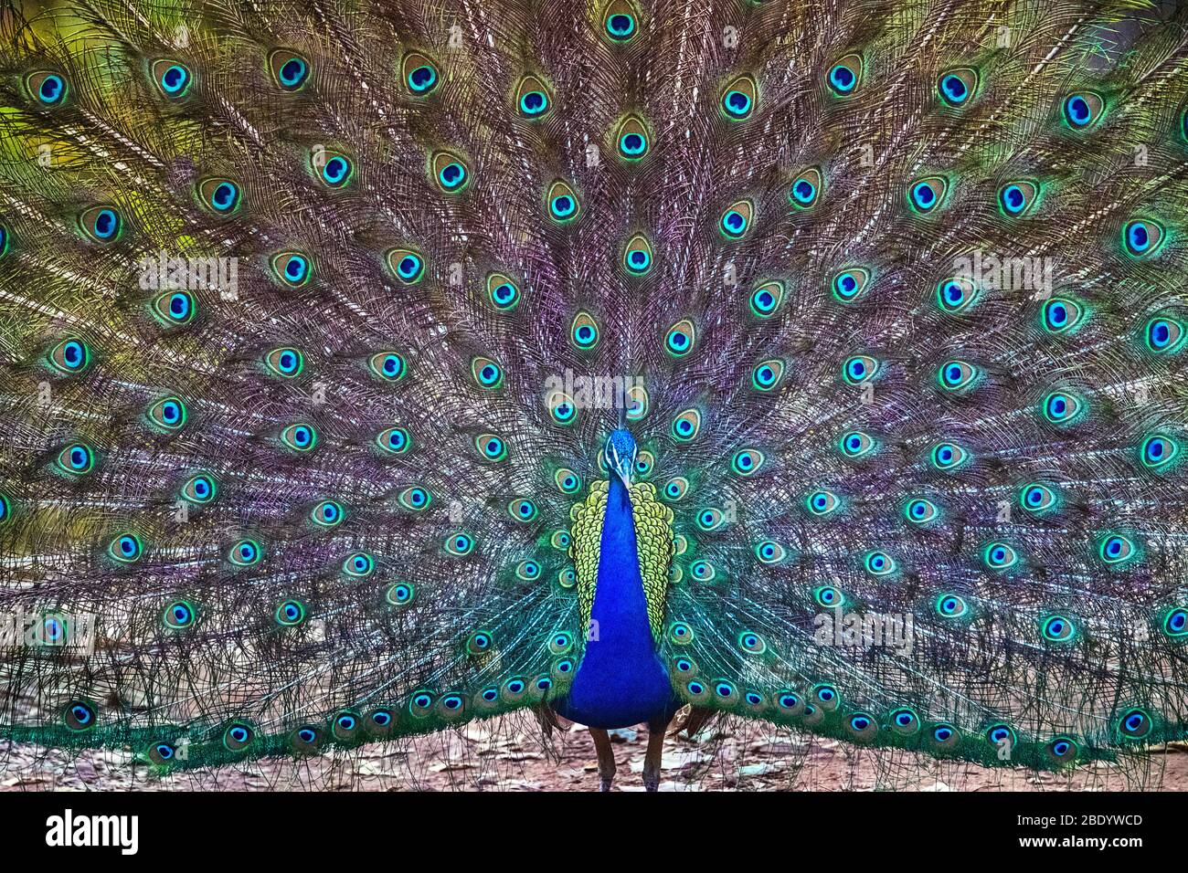 Peacock propage la queue, Inde Banque D'Images