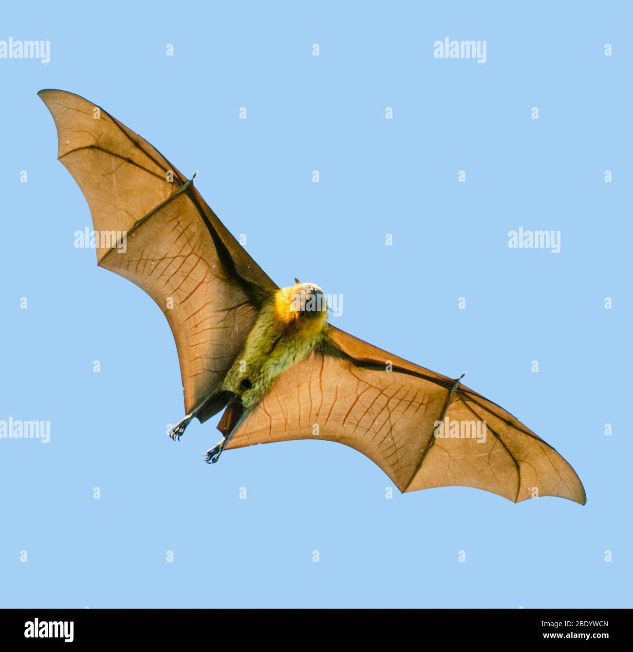 Madagascar Flying-Fox ou Madagascar fruit bat (Pteropus rufus), Madagascar Banque D'Images