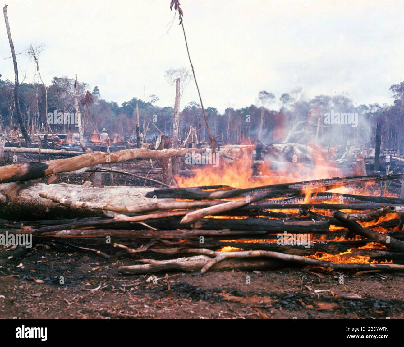 Destruction de la forêt tropicale Banque D'Images