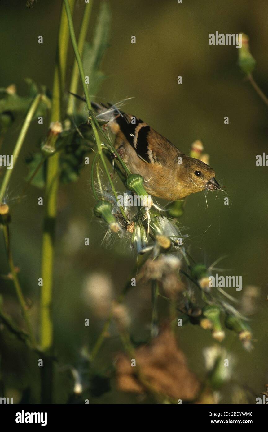 Goldfinch mâle à l'automne Banque D'Images