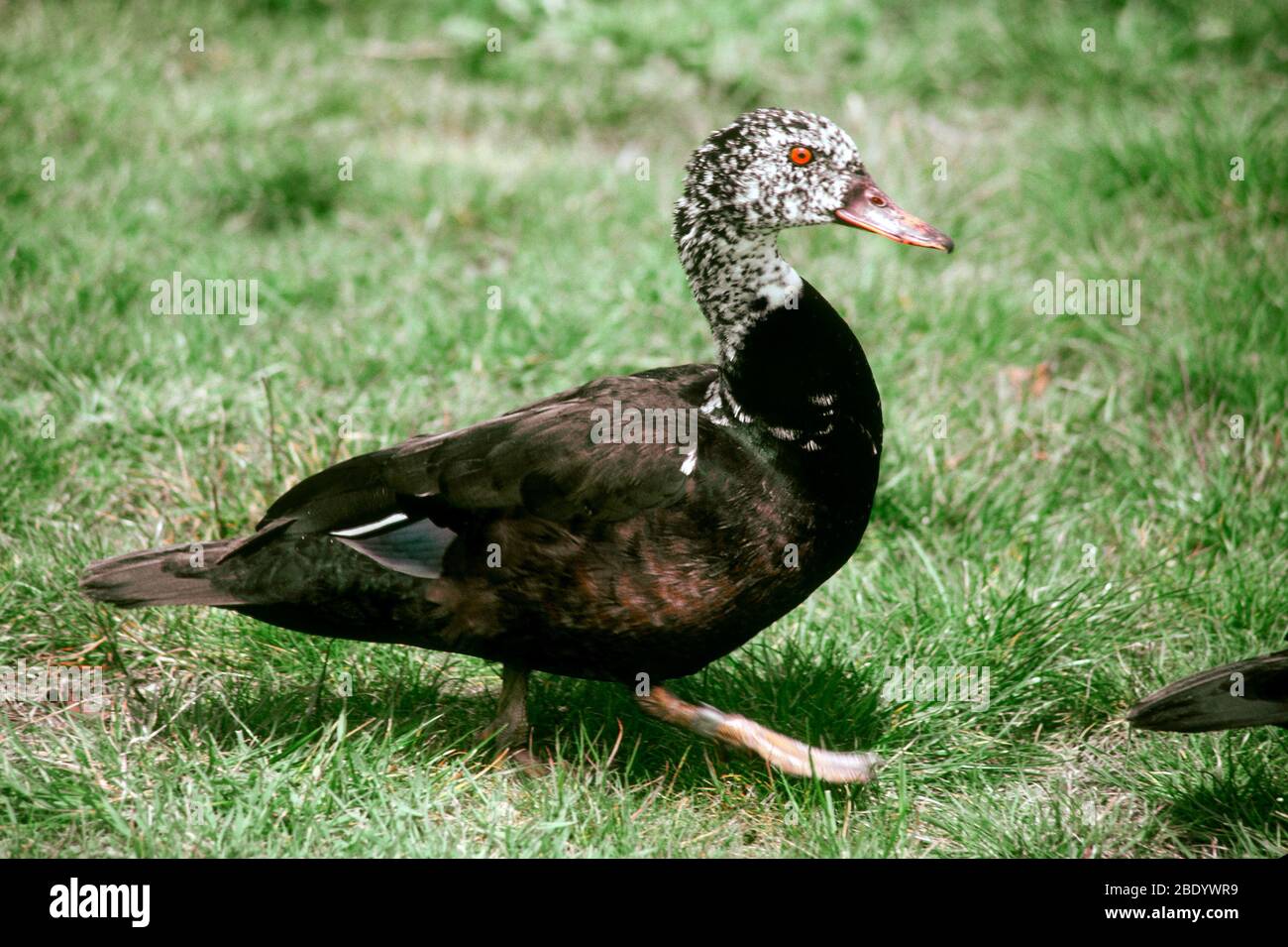 Canard à bois à ailes blanches Banque D'Images
