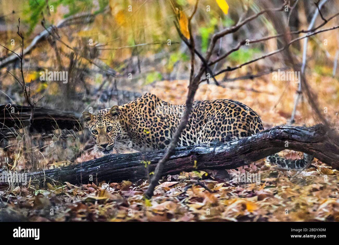 Léopard indien (Panthera pardus fusca), Inde Banque D'Images