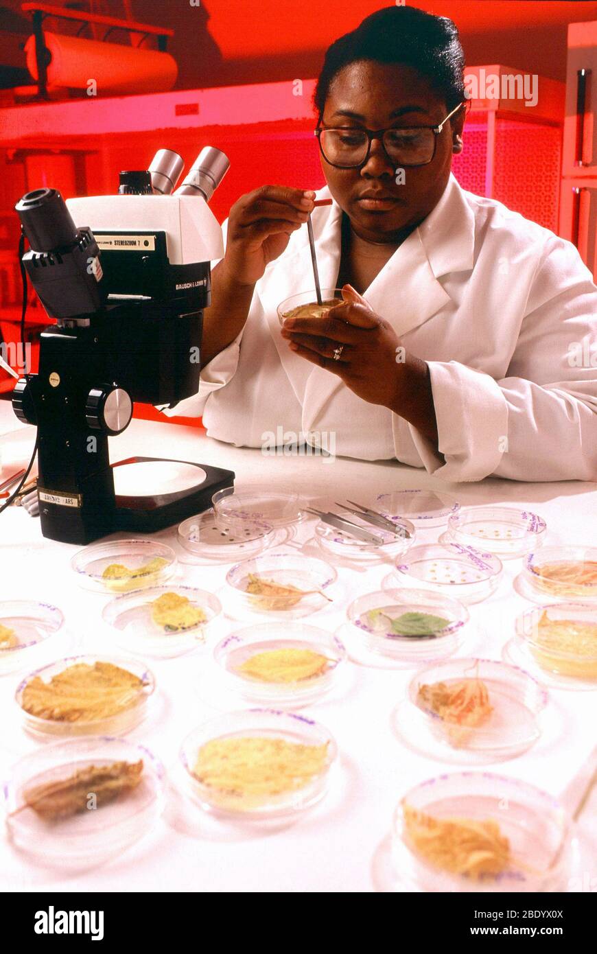 Recherche sur les blancs Banque D'Images