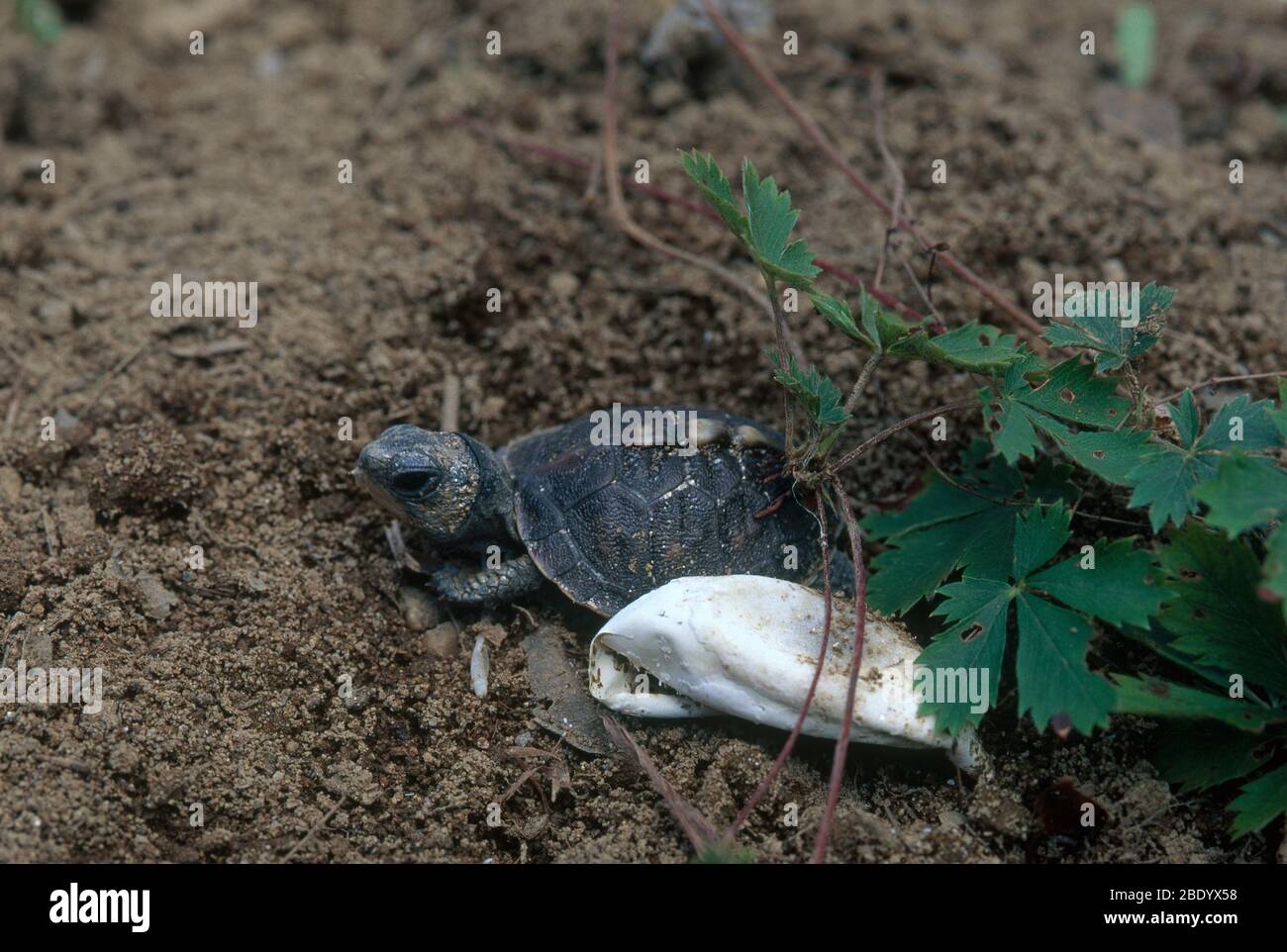 Cartchling de la tortue de la boîte de l'est Banque D'Images