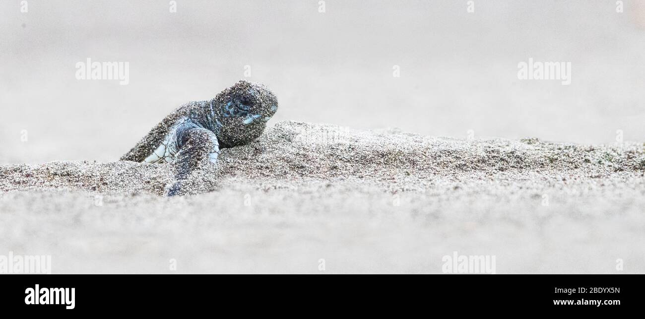 Éclosion de tortue de mer verte (Chelonia mydas), Costa Rica Banque D'Images