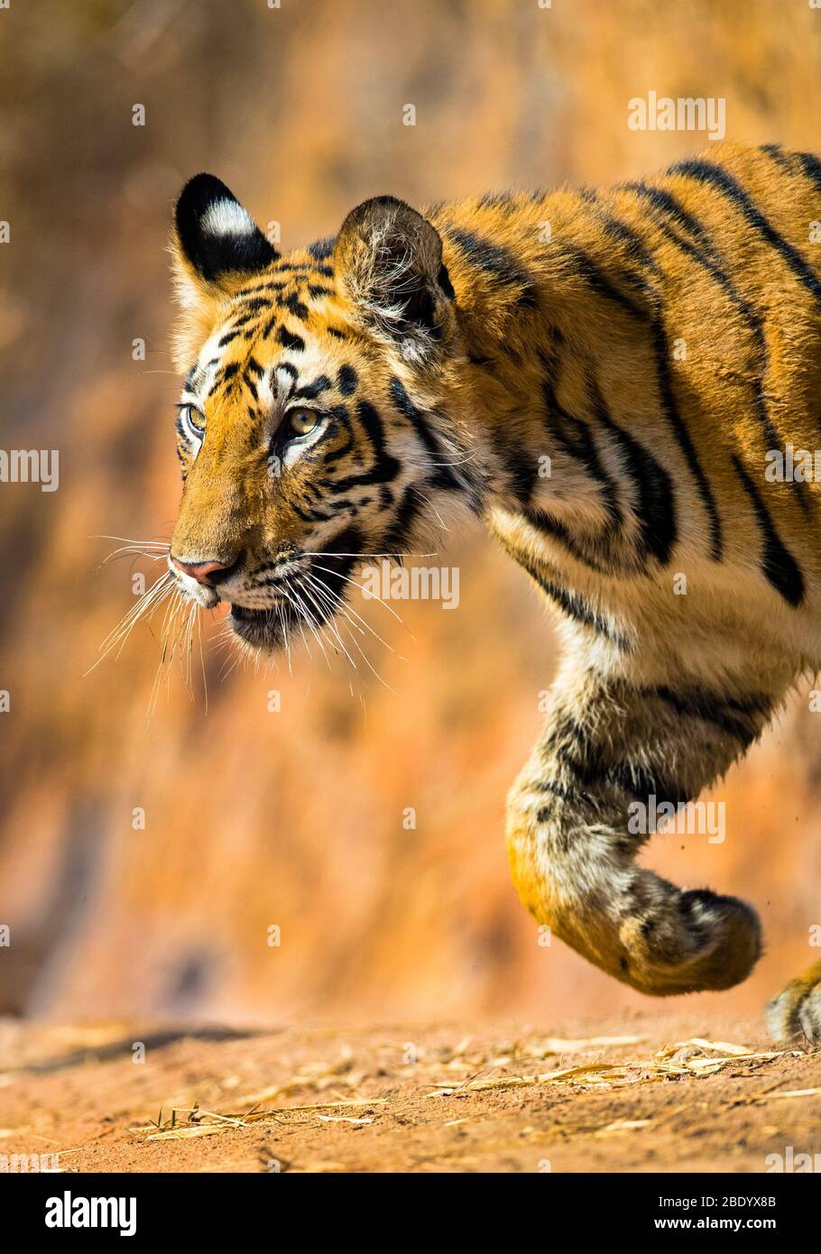 Tigre du Bengale (Panthera tigris), Inde Banque D'Images