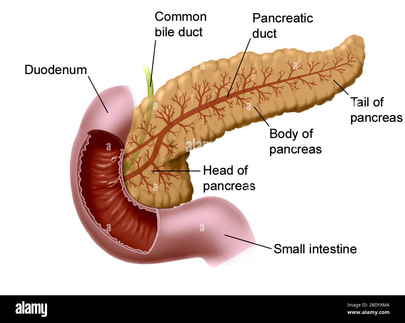 Pancréas, duodénum et intestin grêle, illustration Banque D'Images