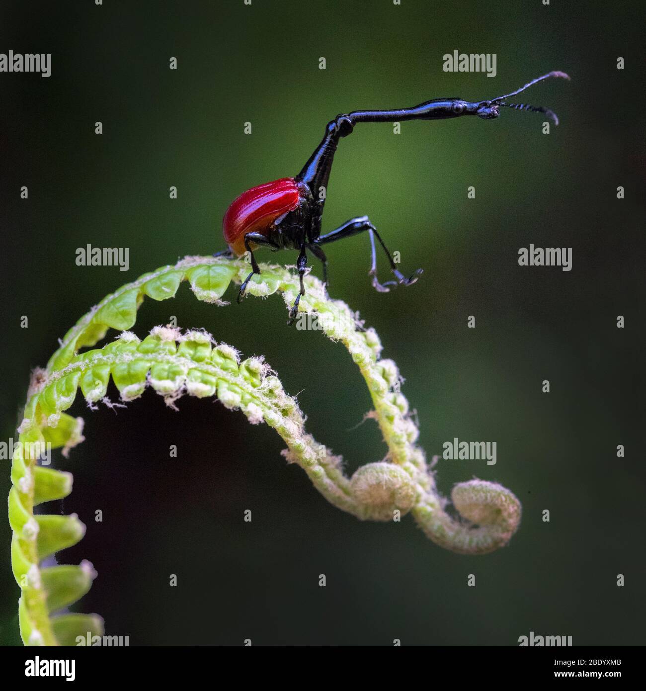 Gros plan du charançon de la girafe (Trachelophore giraffa) debout sur la feuille, Madagascar Banque D'Images