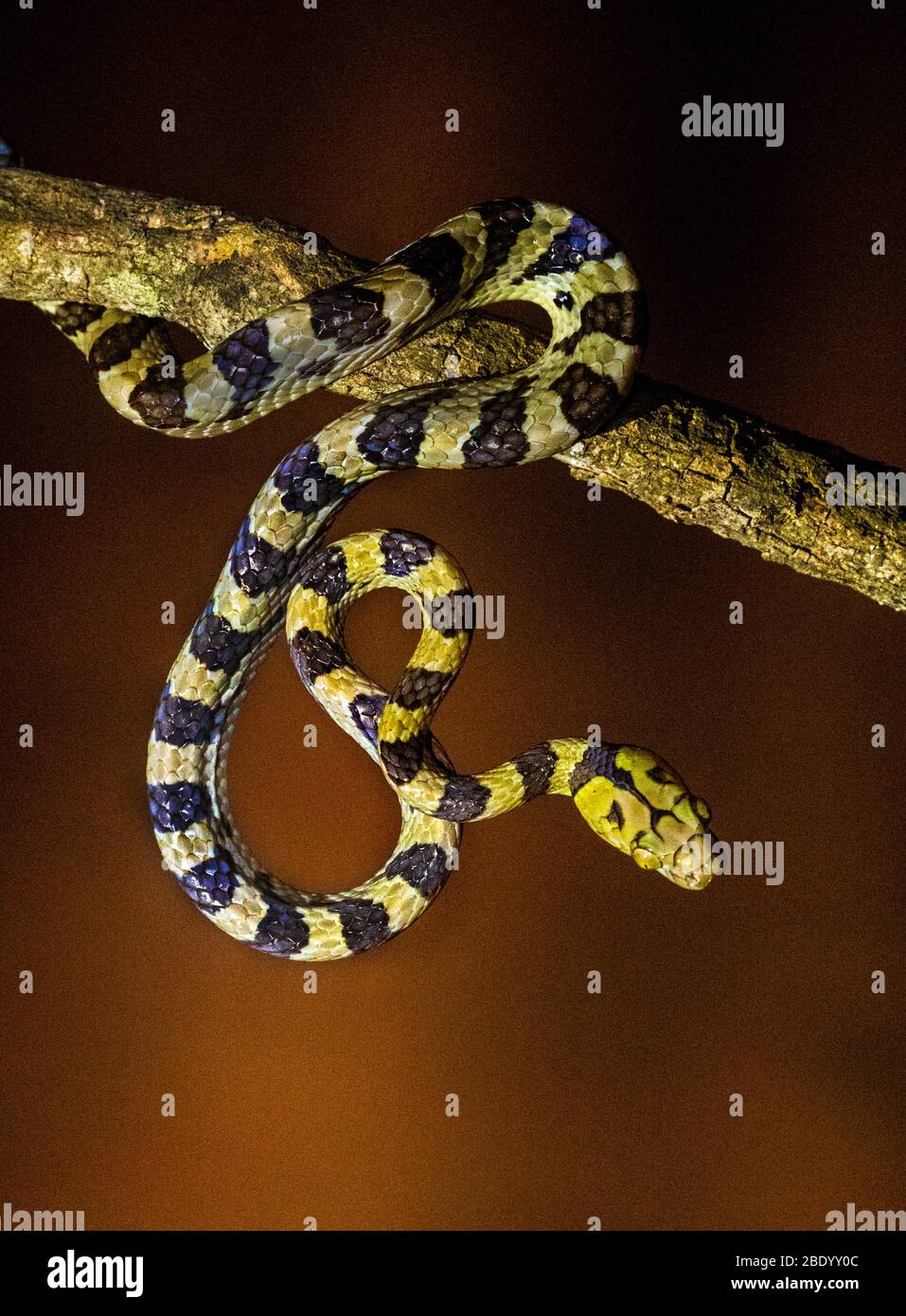 Vue sur le serpent sur la branche, Madagascar Banque D'Images