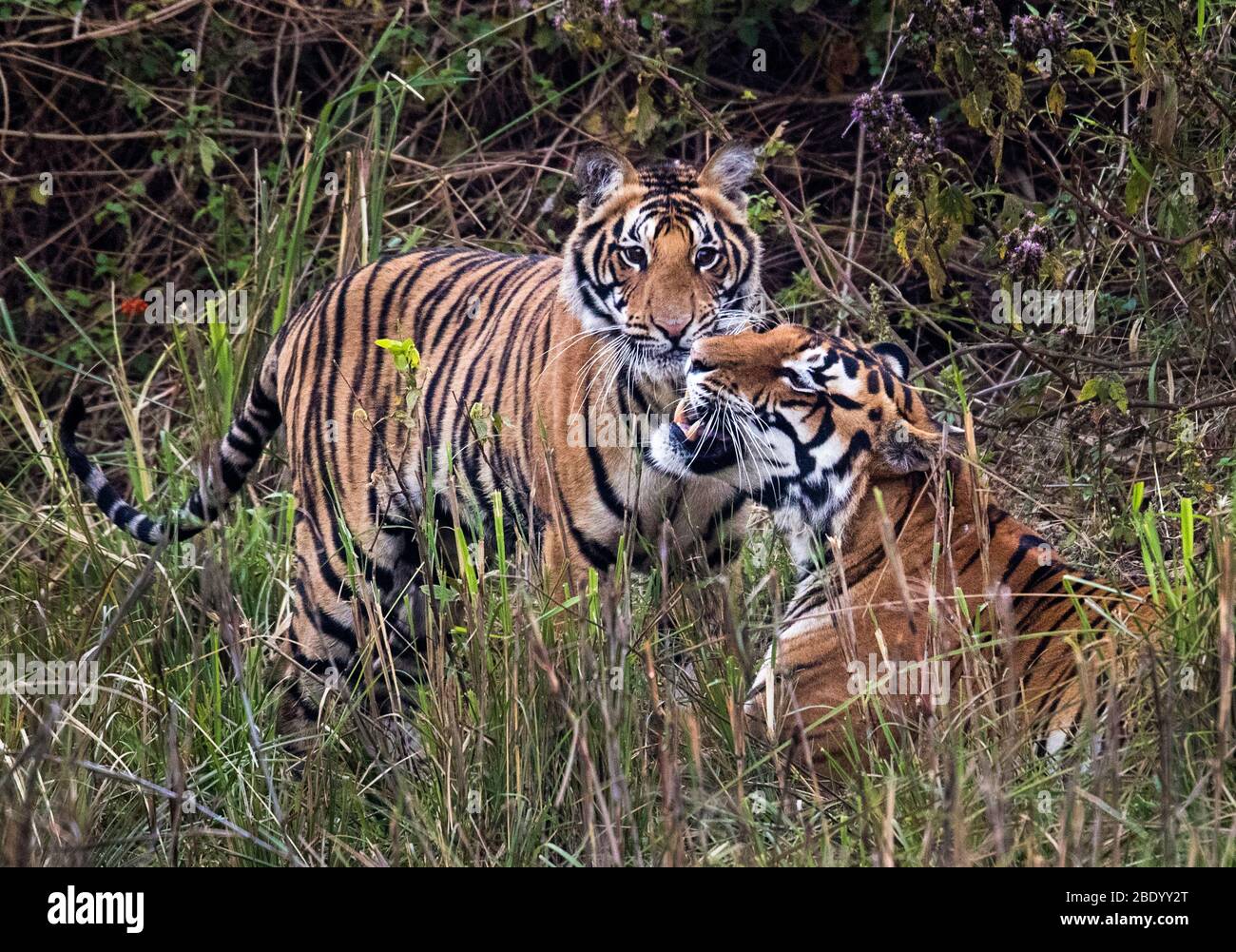 Vue sur deux tigres sur la prairie, Inde Banque D'Images