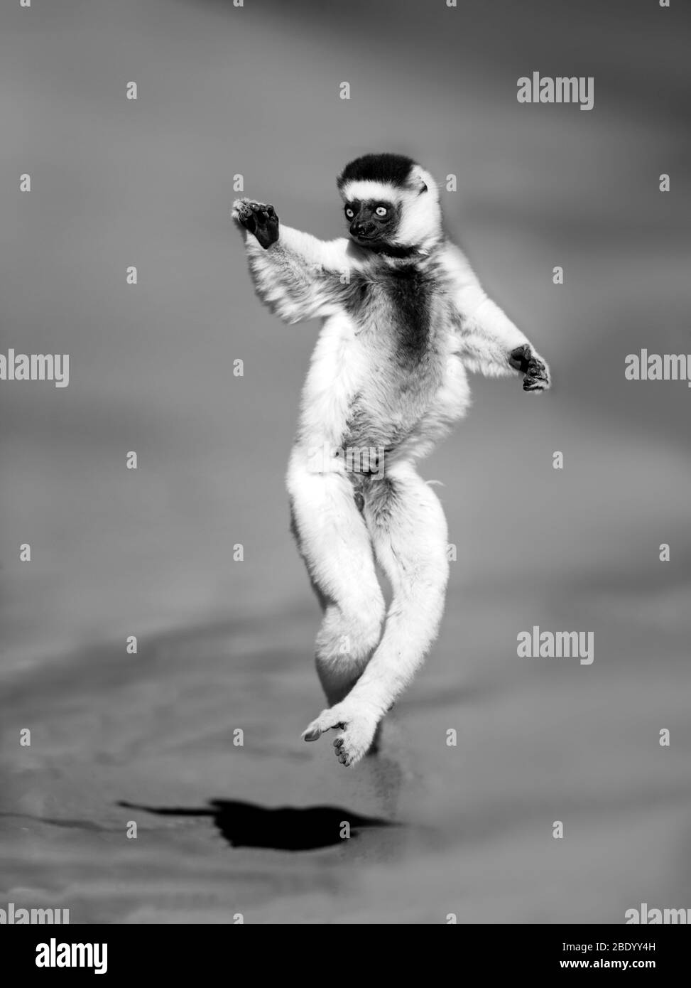 Vue sur le saut à la page de Verreauxs sifaka (Propithecus verreauxi), Madagascar Banque D'Images