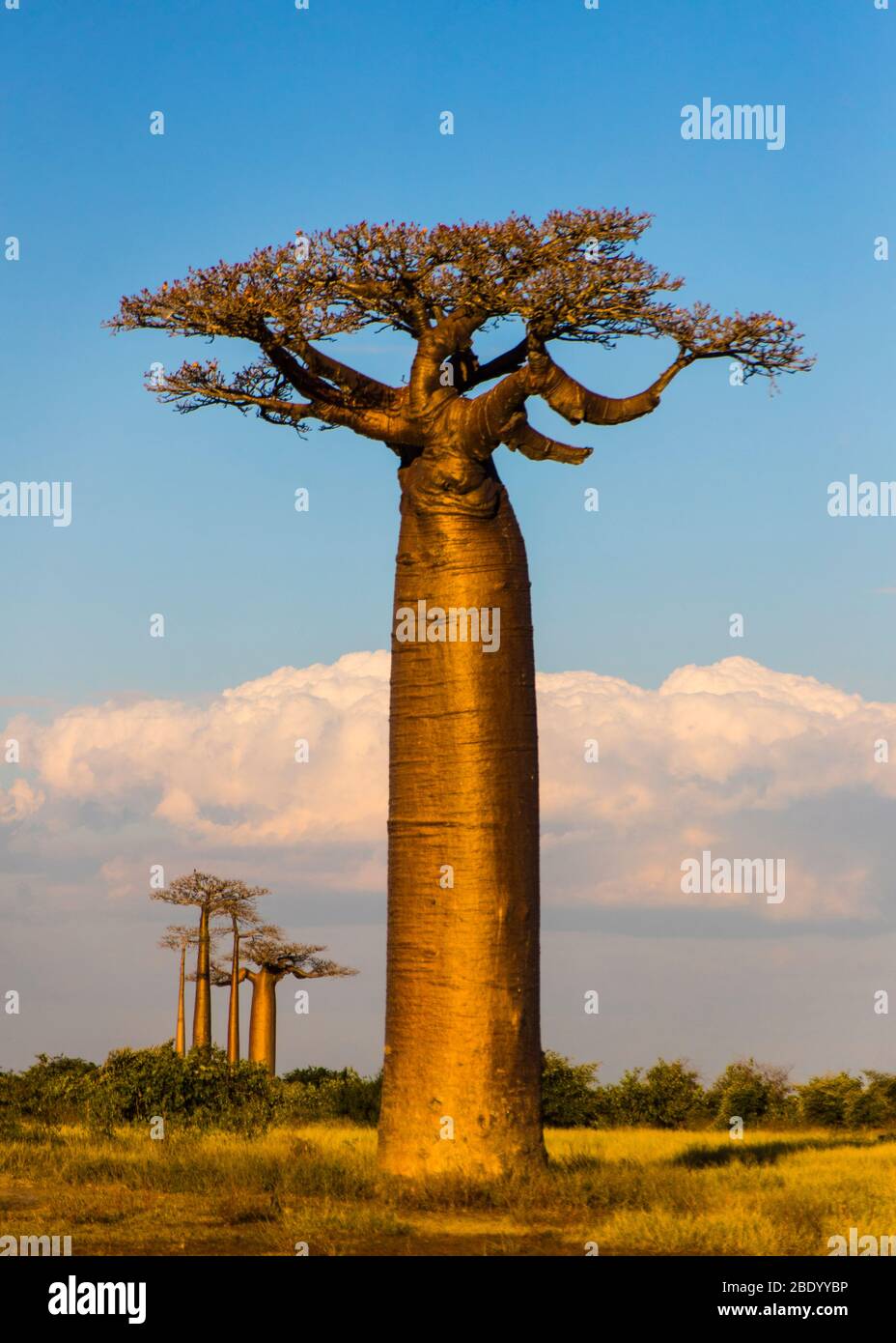 Arbre baobab contre ciel nuageux, Morondava, Madagascar Banque D'Images