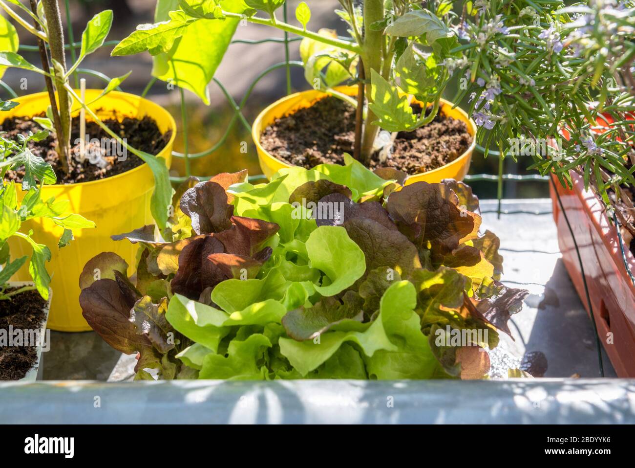 balcon jardinage légumes frais et biologiques horticulture dans la maison urbaine Banque D'Images
