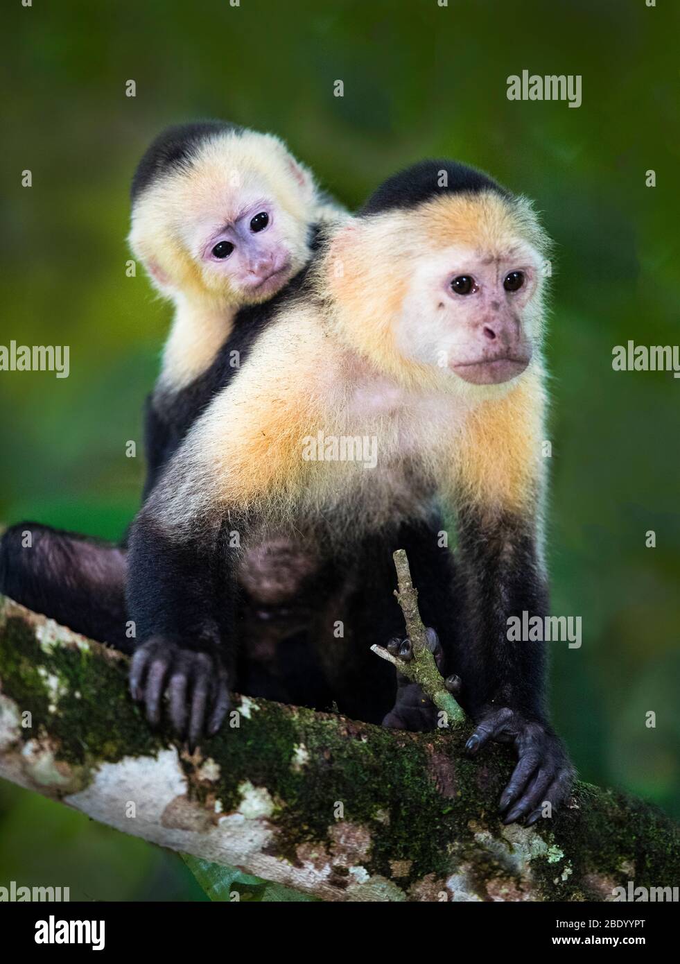 Deux singes capuchins, Costa Rica Banque D'Images