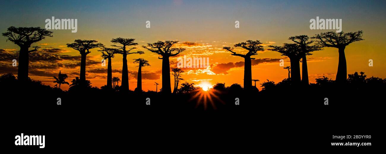 Avenue de Baobabs, Morondava, Madagascar Banque D'Images