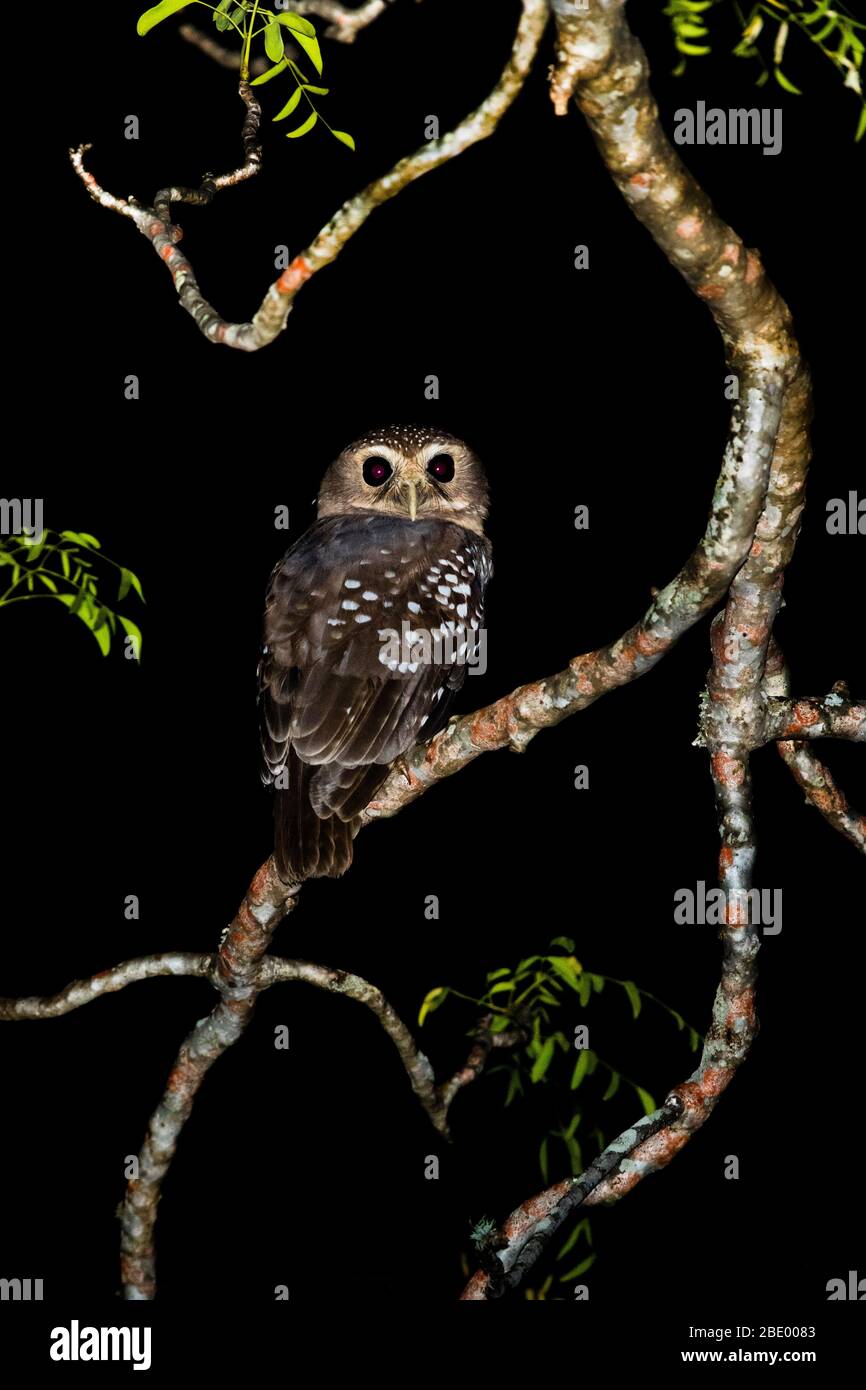 Chouette à bruns blancs ou chouette à faucon de Madagascar (Athene superciliaris) sur la branche arborescente, Madagascar Banque D'Images