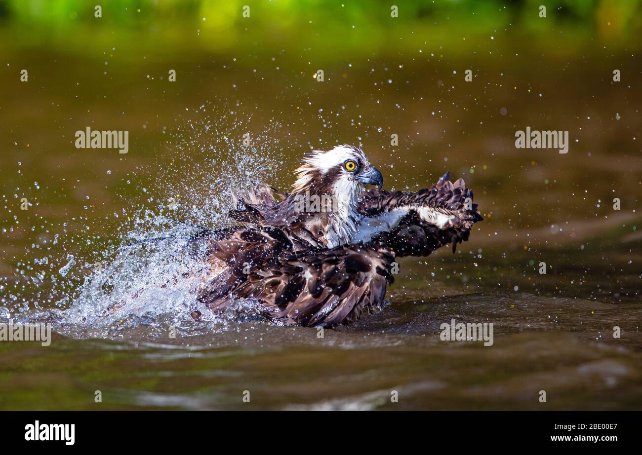 Bain Osprey, Costa Rica Banque D'Images